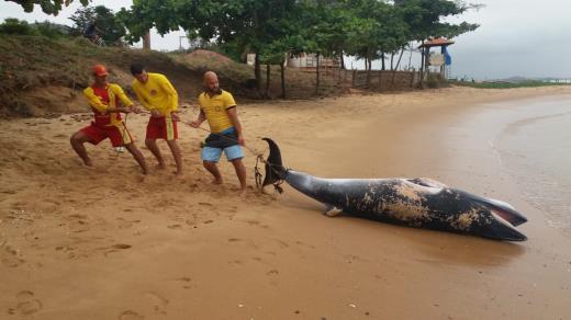 Filhote de baleia minke é encontrado na Praia da Gamboa